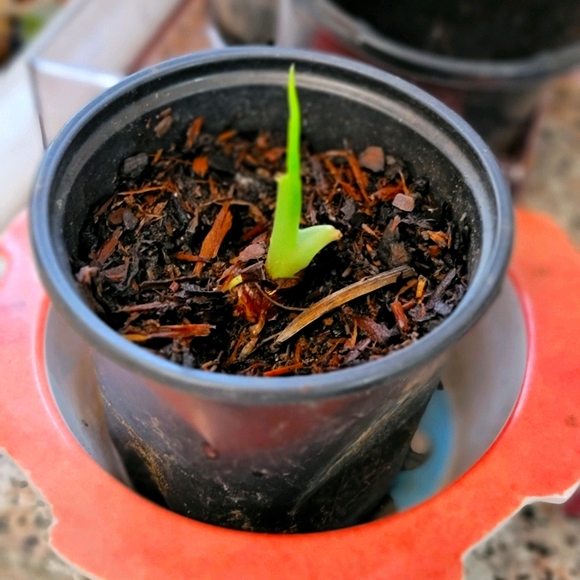 Other - Pineapple Plant